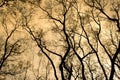 Branches of a tree without leaves in spring on orange sky Royalty Free Stock Photo