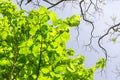 Branches of tree with light green leaves over head