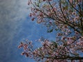 Branches of a tree rosy trumpet with pink flowers over a cloudy blue sky in the morning Royalty Free Stock Photo