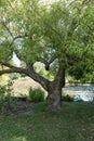 Branches of the tree in the shape of a heart