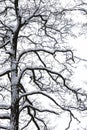 Branches of tree in the snow Royalty Free Stock Photo