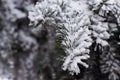 Branches of tree in snow crystals. Royalty Free Stock Photo