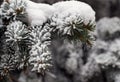 Branches of tree in snow crystals. Royalty Free Stock Photo