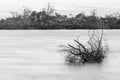 submersed tree in black and white Royalty Free Stock Photo