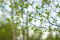 Branches of a tree in sunlight, natural green spring nature background. Royalty Free Stock Photo