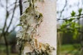 Branches of birch tree in sunlight, natural green spring nature background. Royalty Free Stock Photo