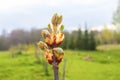 Branches of a chestnut tree in sunlight, natural green spring nature background. Royalty Free Stock Photo