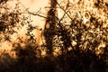 Branches of a tree at sunset Royalty Free Stock Photo