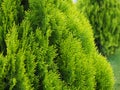 Branches of a tree, thuja macro close up