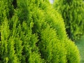 Branches of a tree, thuja macro close up