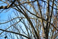 Branches of tree under blue sky background Royalty Free Stock Photo