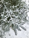 Branches under the snow Royalty Free Stock Photo