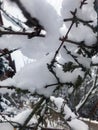 Branches under the snow Royalty Free Stock Photo