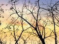 Branches of tree under the sky and sun makes beautiful Royalty Free Stock Photo