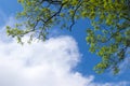 Branches of a tree with young green foliage against a blue sky and beautiful white clouds. Bottom view Royalty Free Stock Photo