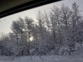 Branches treed heavy snow winter sunrise behind trees e