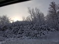 Branches treed heavy snow winter sunrise sky over trees c