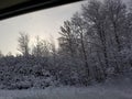 Branches treed heavy snow winter sunrise sky over trees d