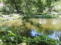 Branches of trees above the pond in summer park in Kotka, Finland