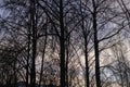 Branches of trees against background of orange sunset sky Royalty Free Stock Photo