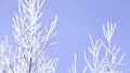 The branches of trees against the blue sky are covered with frost and snow. Creative. A beautiful combination of white Royalty Free Stock Photo