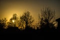 Branches of trees against the sky at sunset. Background. Royalty Free Stock Photo