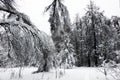 Branches of trees bent under weight of snow in winter forest Royalty Free Stock Photo