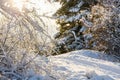 Branches of trees bent under the weight of snow. Royalty Free Stock Photo