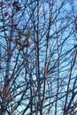 Branches of trees and a brilliant star on the background of sunset in the sky