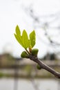 Branches of trees and bushes with buds and first leaves in spring