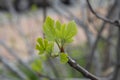 Branches of trees and bushes with buds and first leaves in spring