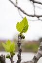 Branches of trees and bushes with buds and first leaves in spring