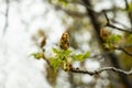 Branches of trees and bushes with buds and first leaves in spring