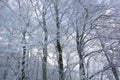 Branches of trees covered in snow in Bavaria, Germany Royalty Free Stock Photo
