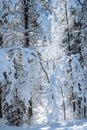 Branches of trees covered in snow during the day