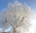 branches of trees covered with snow and frost on a sunny winter day against a blue sky Royalty Free Stock Photo