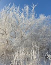 branches of trees covered with snow and frost on a sunny winter day against a blue sky Royalty Free Stock Photo