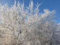 branches of trees covered with snow and frost on a sunny winter day against a blue sky Royalty Free Stock Photo