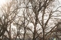 Branches of trees in fog