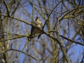 A bird on a tree branch