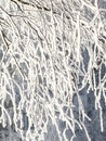 Branches on the trees in frost