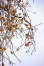 Branches of trees and fruits in winter covered with a crust of ice Royalty Free Stock Photo