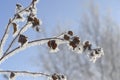 Branches of the trees have blibli snow. Russian winter 2018.