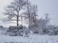 Branches trees heavy snow winter sunrise bright sky behind trees f