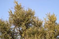 Branches of trees high on the blue sky background.