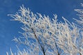 Branches of trees in hoarfrost against the blue sky Royalty Free Stock Photo