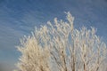 Branches of trees in hoarfrost against the sky Royalty Free Stock Photo