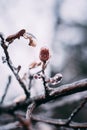 Branches of trees in ice. Frost in the forest. Early winter Royalty Free Stock Photo