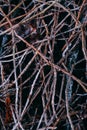 Branches of trees in ice. Frost in the forest. Early winter Royalty Free Stock Photo