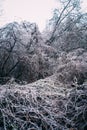 Branches of trees in ice. Frost in the forest. Early winter Royalty Free Stock Photo